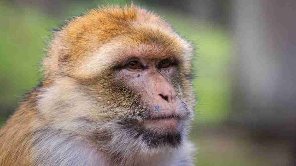 Barbary Macaque