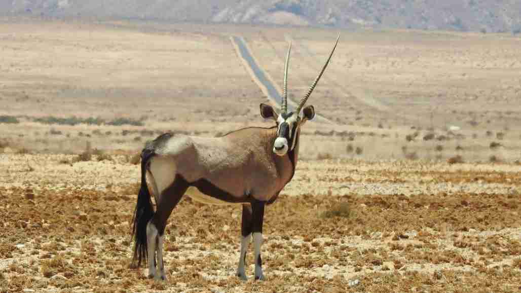 Scimitar Oryx