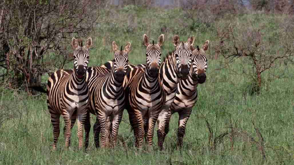 Zebras